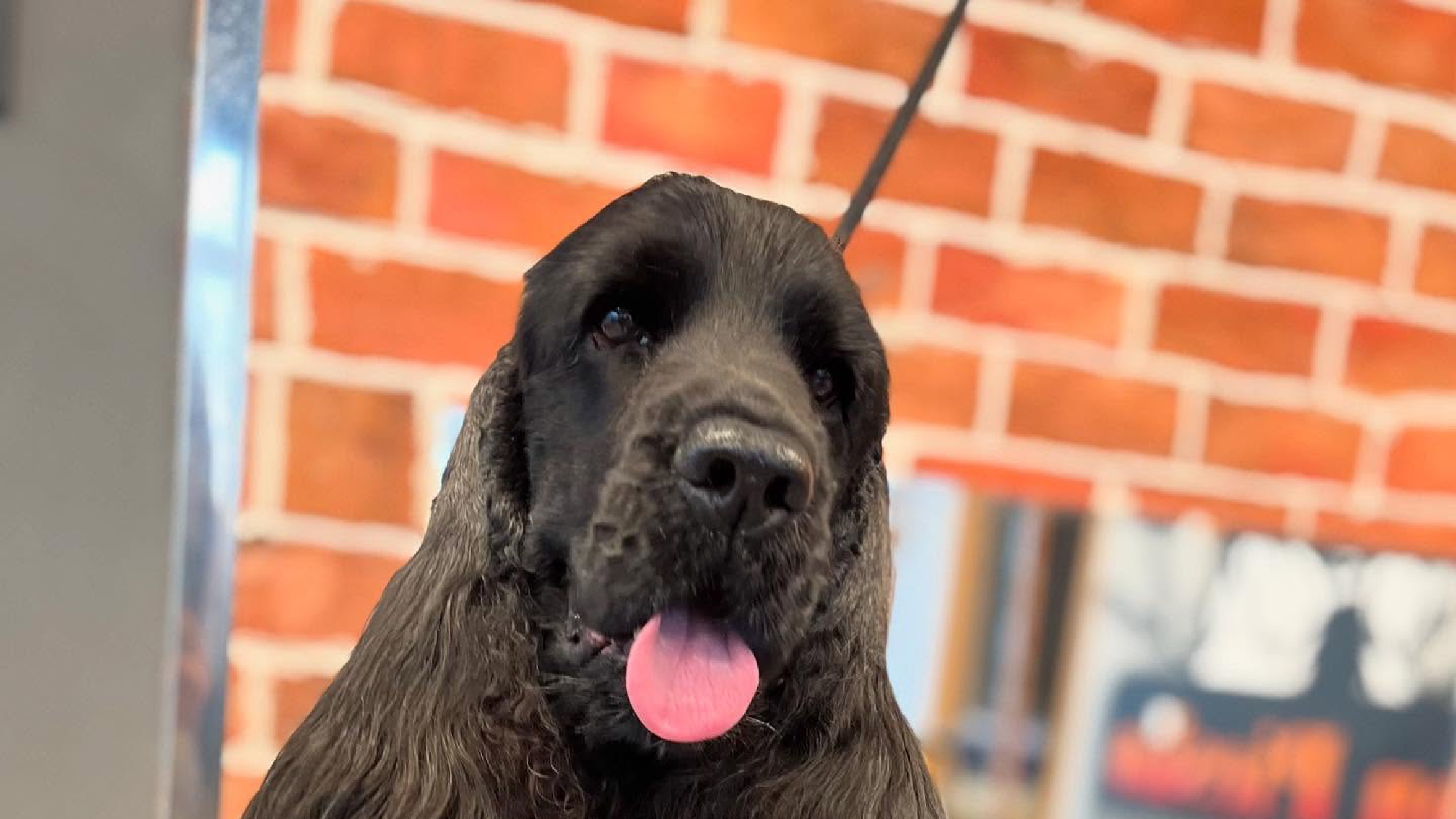 Cocker Spaniel Angielski – kompletny przewodnik po rasie